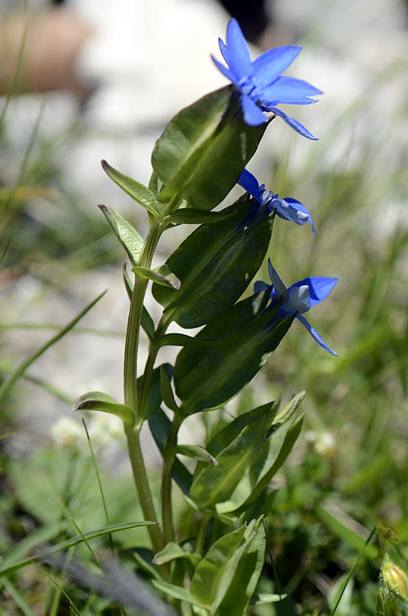 Gentiana utriculosa / Genziana alata